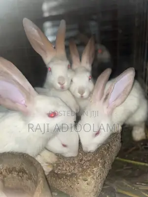 Hyla Max Rabbit