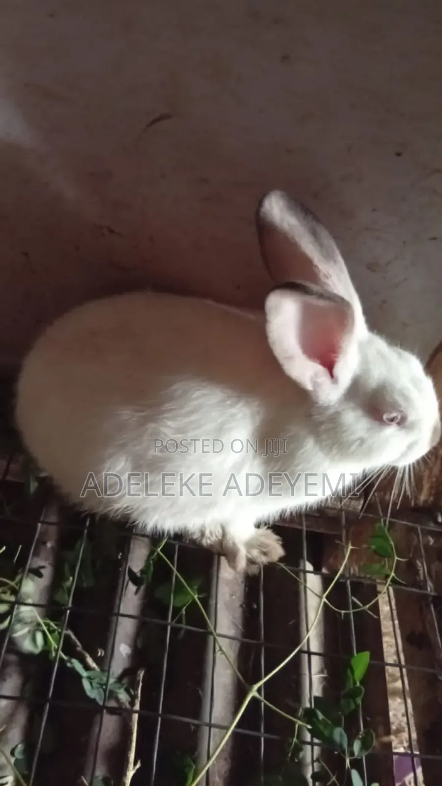 Fine Breed Rabbit