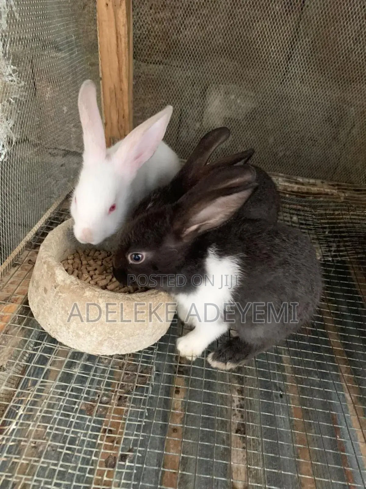 Fine Breed Rabbit