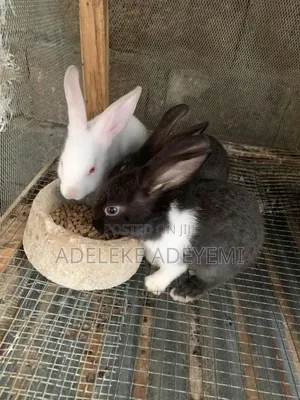 Fine Breed Rabbit