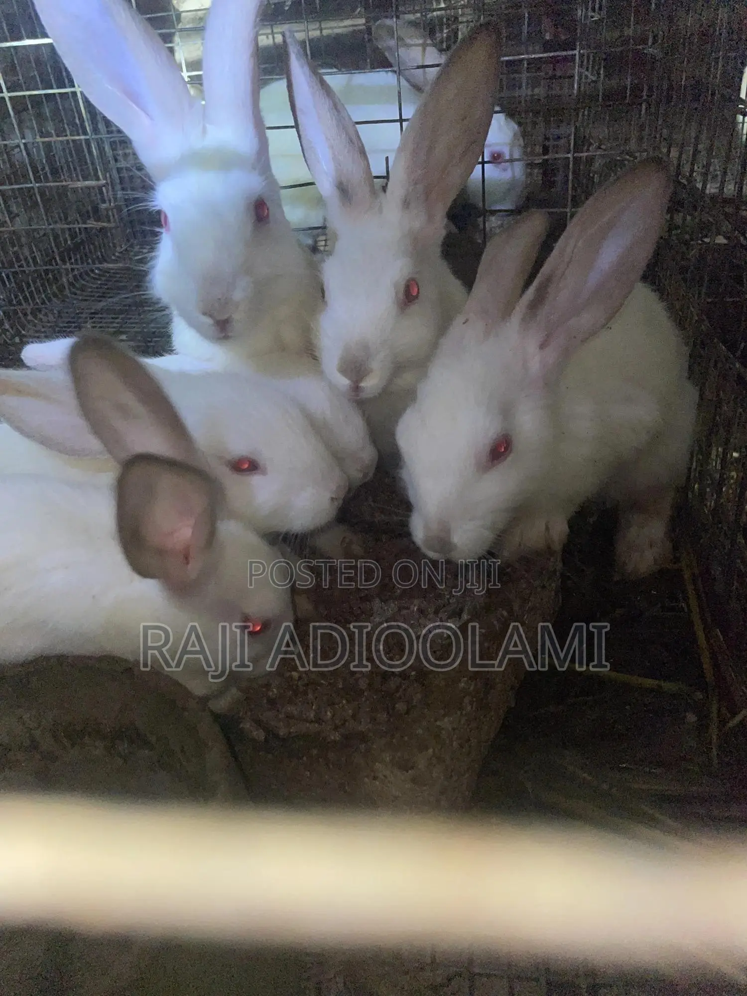 Hyla Max Rabbit