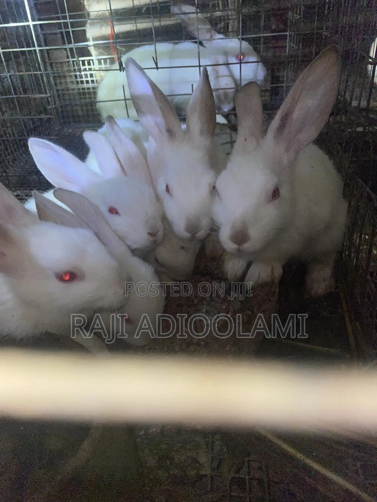 Hyla Max Rabbit