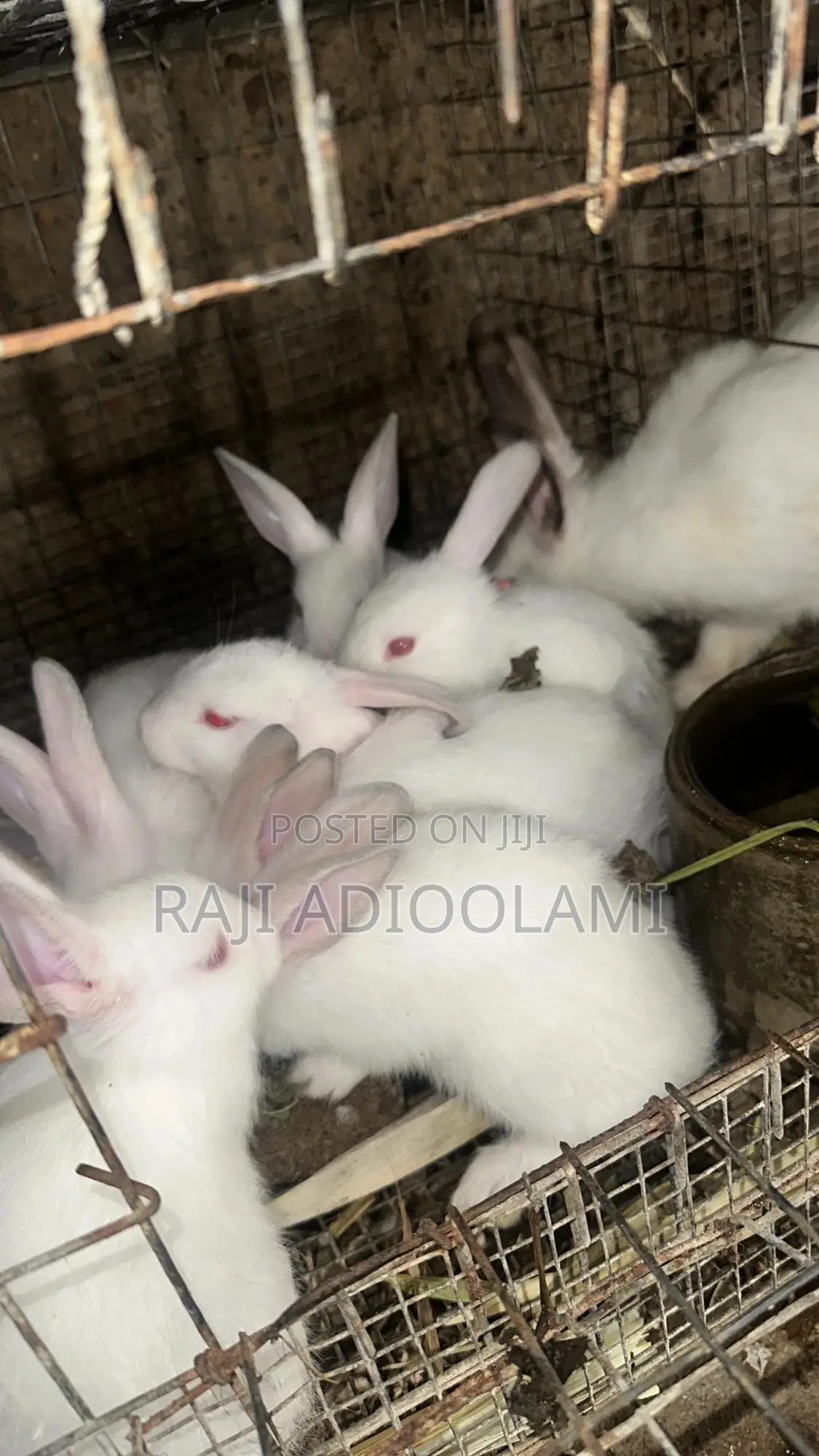 Hyla Max Rabbit
