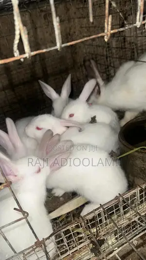 Hyla Max Rabbit