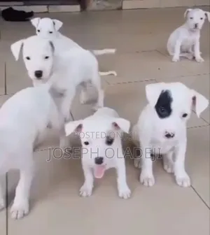 1-3 months Female Purebred American Pit Bull Terrier