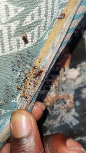 Best Fumigation and Bedbugs Treatment