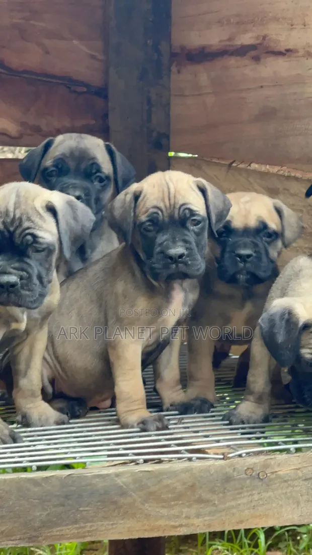 Bull Mastiff Dog Month Old Mastiff 1-3 Months Female Purebred