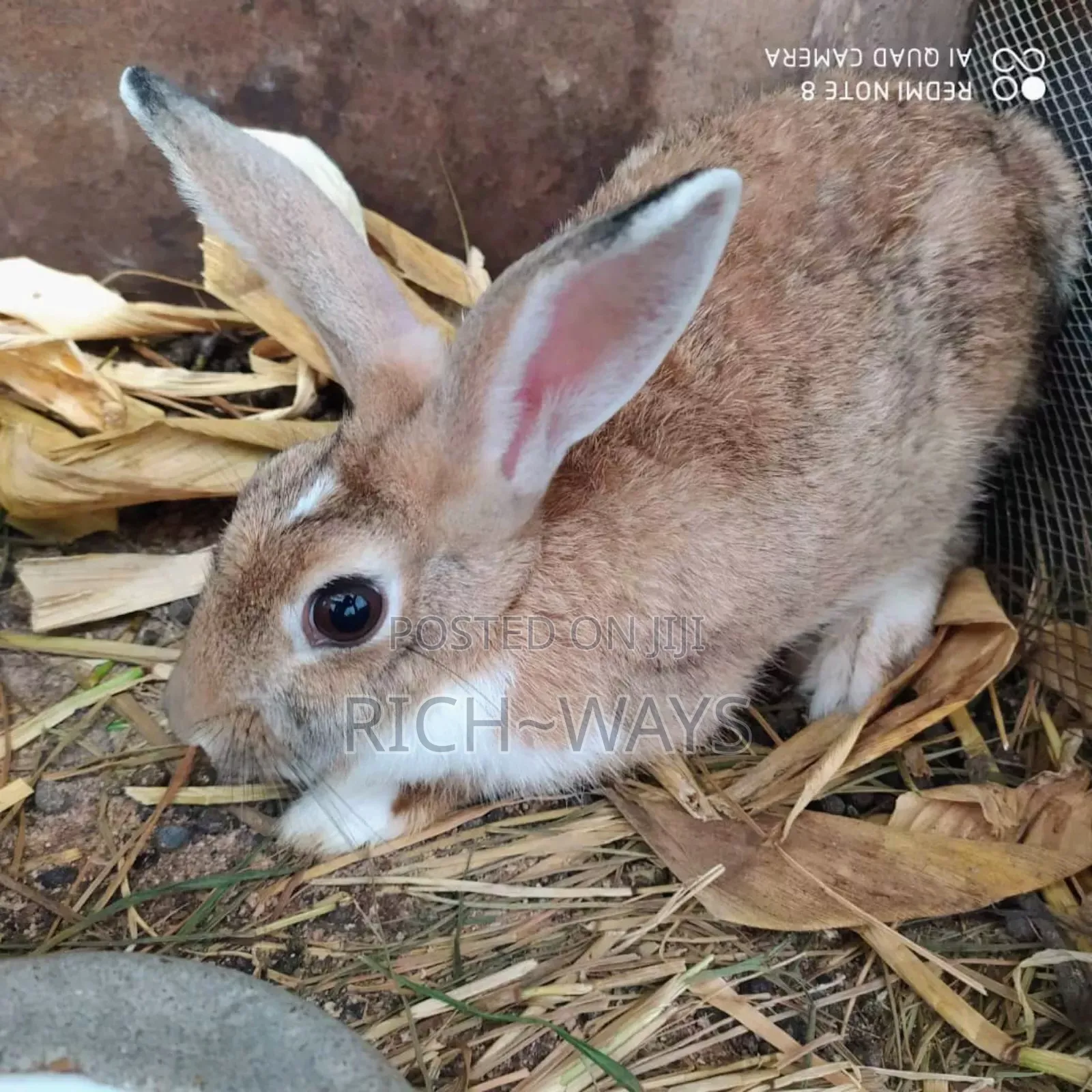 Huge Matured Rabbits Available