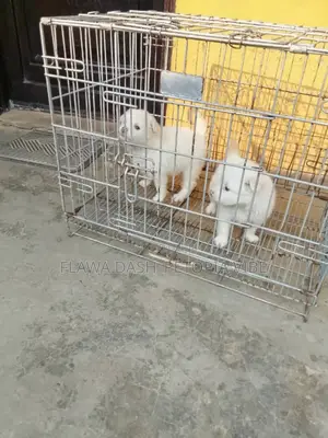 1-3 months Male Purebred American Eskimo