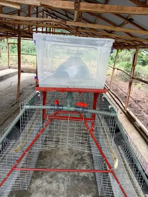 Complete New Local and Imported Cage