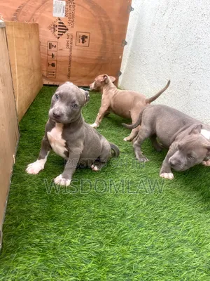 1-3 months Female Purebred American Bully