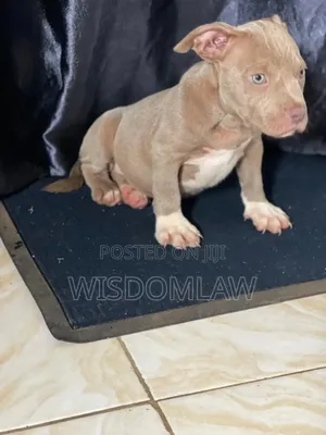 1-3 months Male Purebred American Bully
