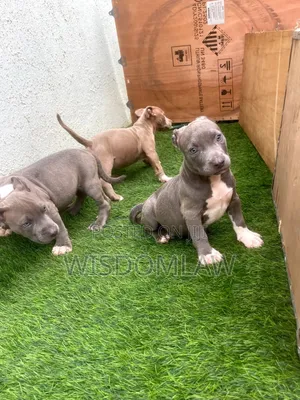 1-3 months Male Purebred American Bully