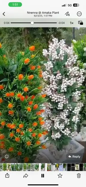 Flower for Home Decoration