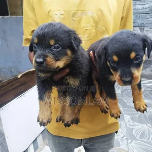 1-3 months Male Purebred Rottweiler