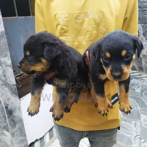 1-3 months Female Purebred Rottweiler