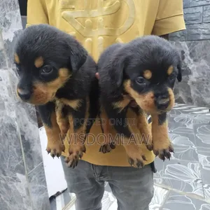 1-3 months Female Purebred Rottweiler