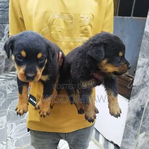 1-3 months Male Purebred Rottweiler
