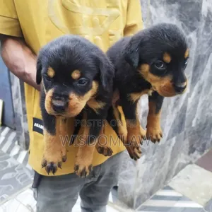 1-3 months Female Purebred Rottweiler