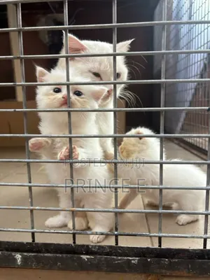 1-3 months Male Purebred Persian