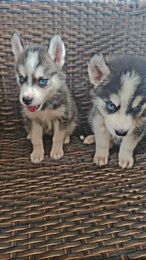 1-3 months Male Purebred Siberian Husky