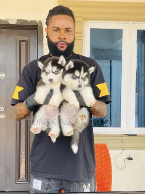 1-3 months Female Purebred Siberian Husky
