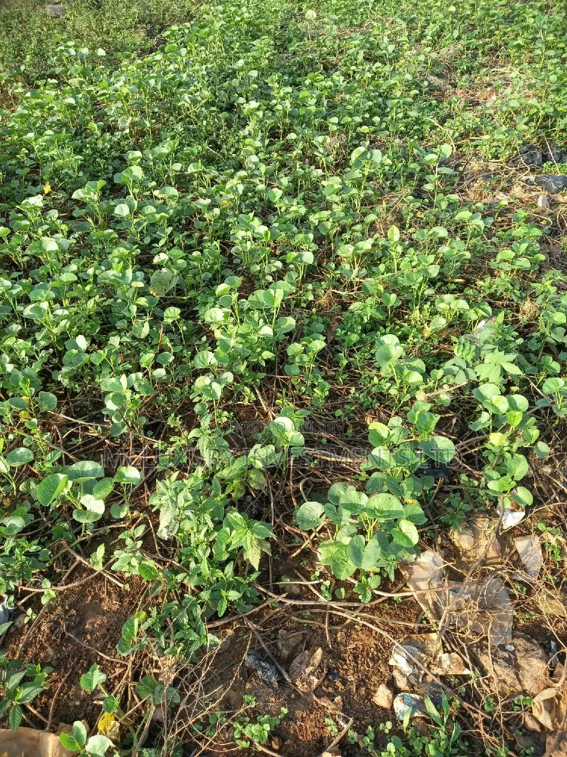 1000 Acres Dry Table Land Behind Yaba Tech Epe /Plot