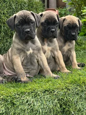 1-3 months Female Purebred Bullmastiff