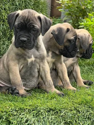 1-3 months Male Purebred Bullmastiff