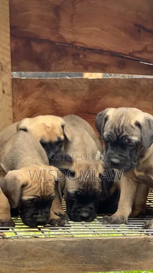 1-3 months Male Purebred Bullmastiff