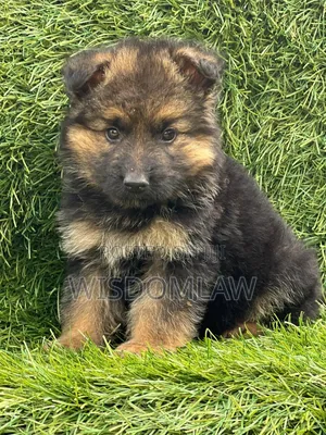 1-3 months Female Purebred German Shepherd