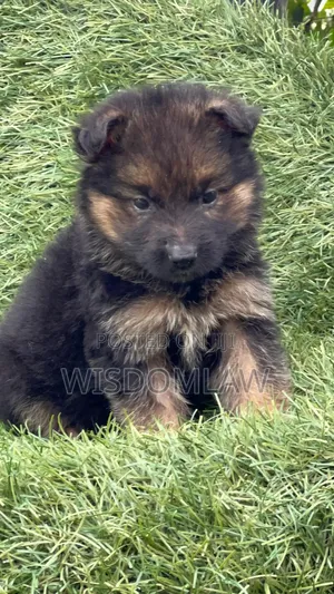 1-3 months Male Purebred German Shepherd