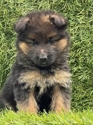 1-3 months Female Purebred German Shepherd