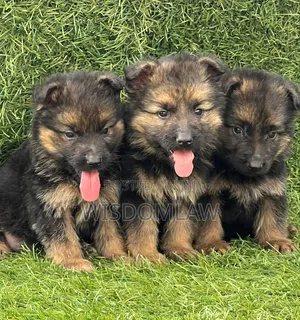 1-3 months Female Purebred German Shepherd