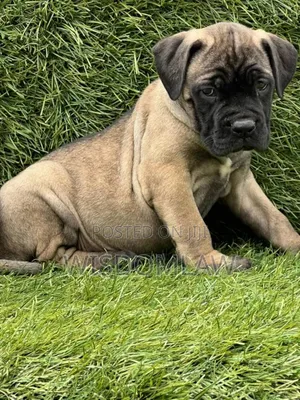 1-3 months Male Purebred Bullmastiff