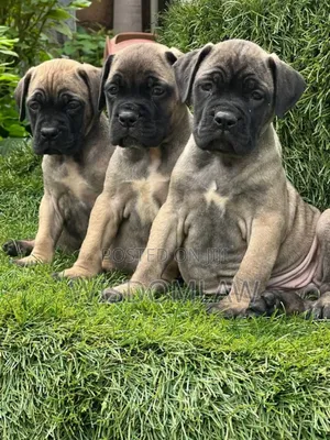 1-3 months Female Purebred Bullmastiff