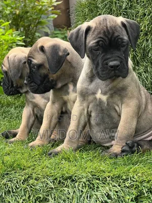 1-3 months Male Purebred Bullmastiff