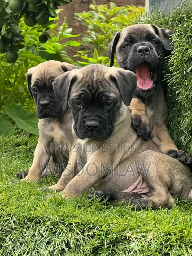 Boerboel Puppies Difference Between Boerboel And Bullmastiff