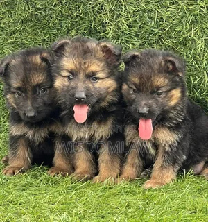 1-3 months Female Purebred German Shepherd