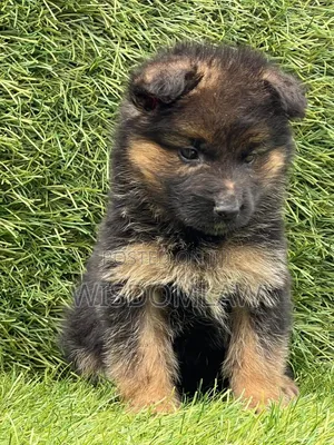 1-3 months Male Purebred German Shepherd