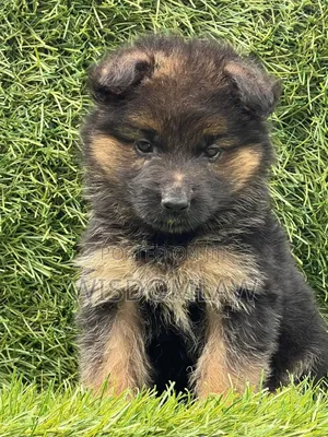 1-3 months Female Purebred German Shepherd