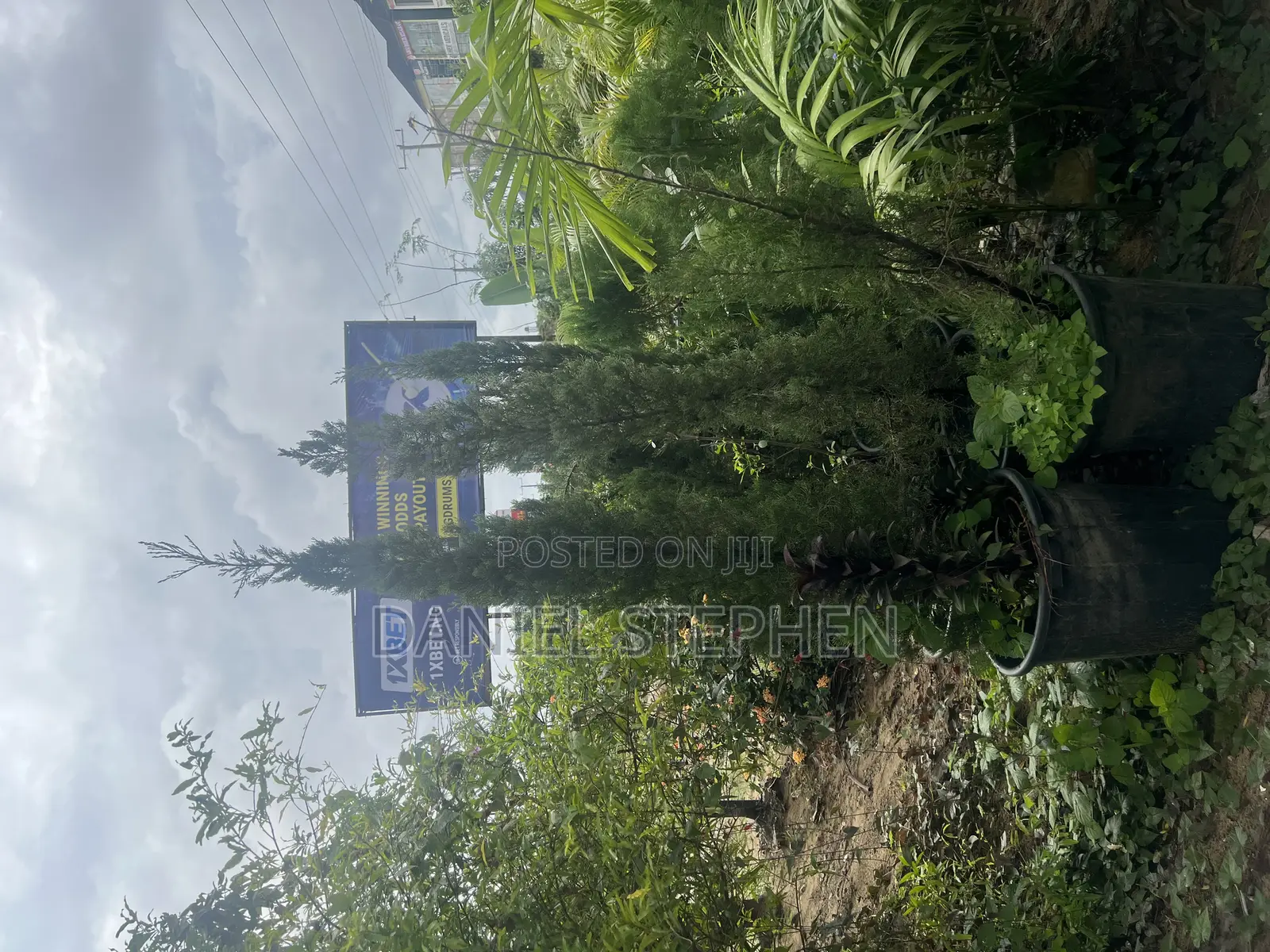 7 Feet Cypress