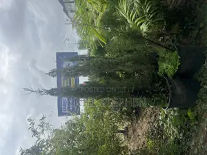 7 Feet Cypress