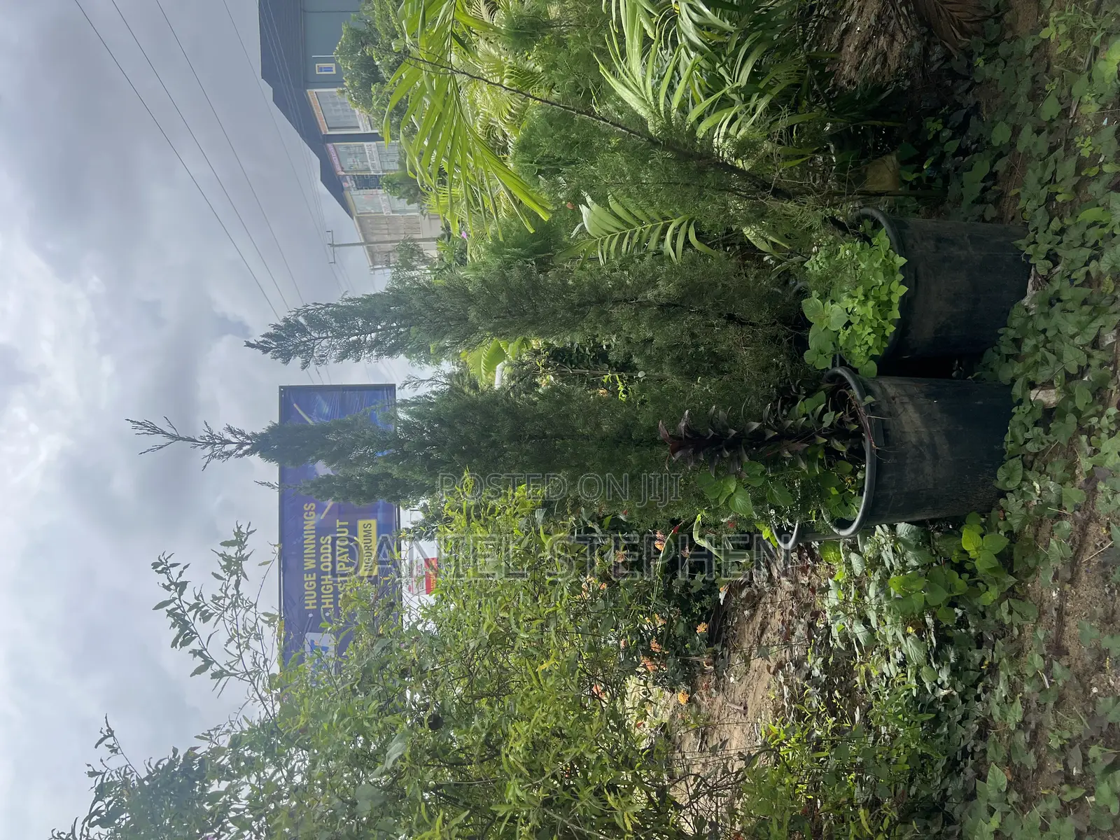 7 Feet Cypress