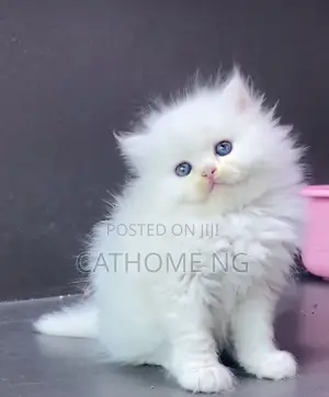 1-3 months Female Purebred Persian