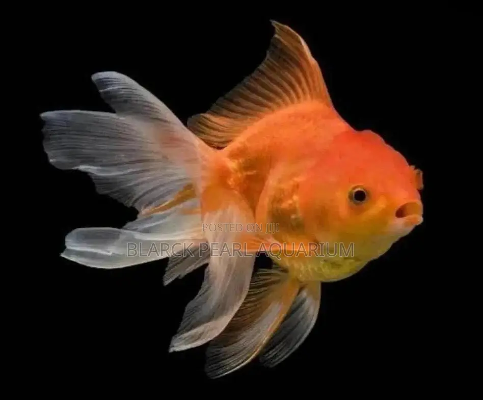 Aquarium Fishes
