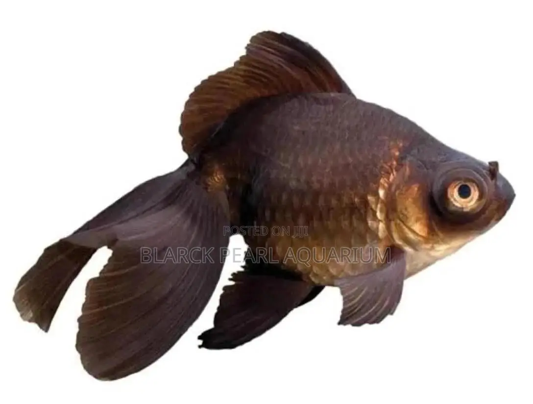 Aquarium Fishes