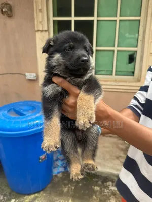 1-3 months Female Purebred German Shepherd