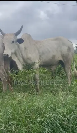 I Sell Big and Healthy Cows for Affordable Price.