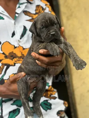 1-3 months Female Purebred Cane Corso